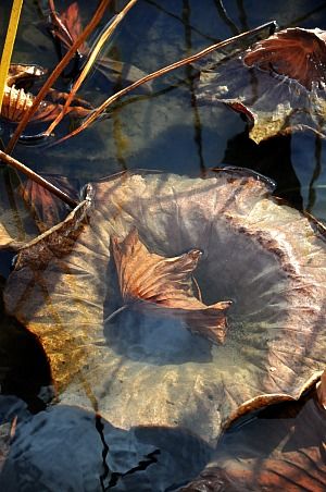 2013---Salon-Marjolaine-038b.jpg