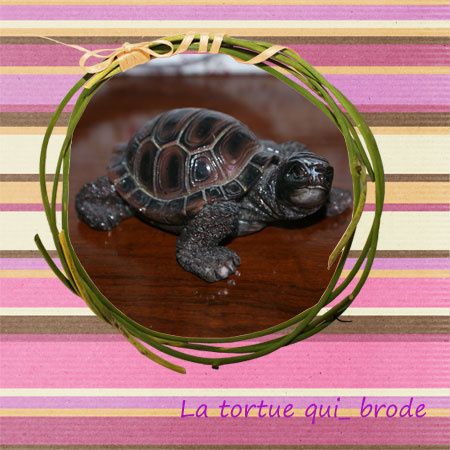 collection-tortue1