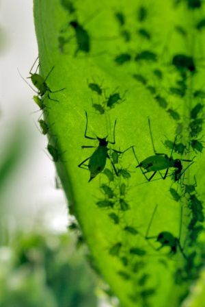 SIMON-FRASER-SCIENCE-PHOTO-LIBRARY-Aphids.jpg