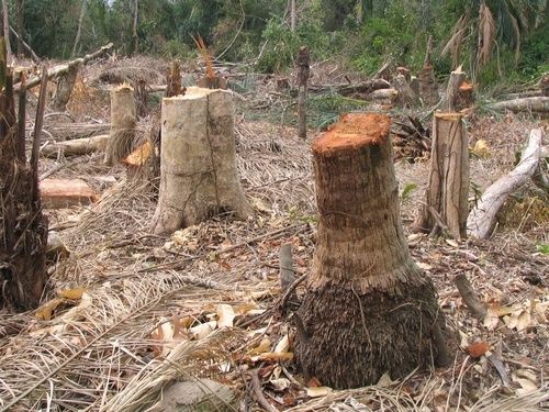 DEFORESTATION