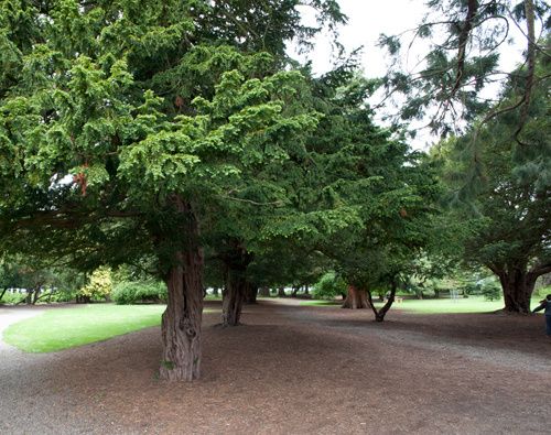 ARBRE-BLOOM.jpg