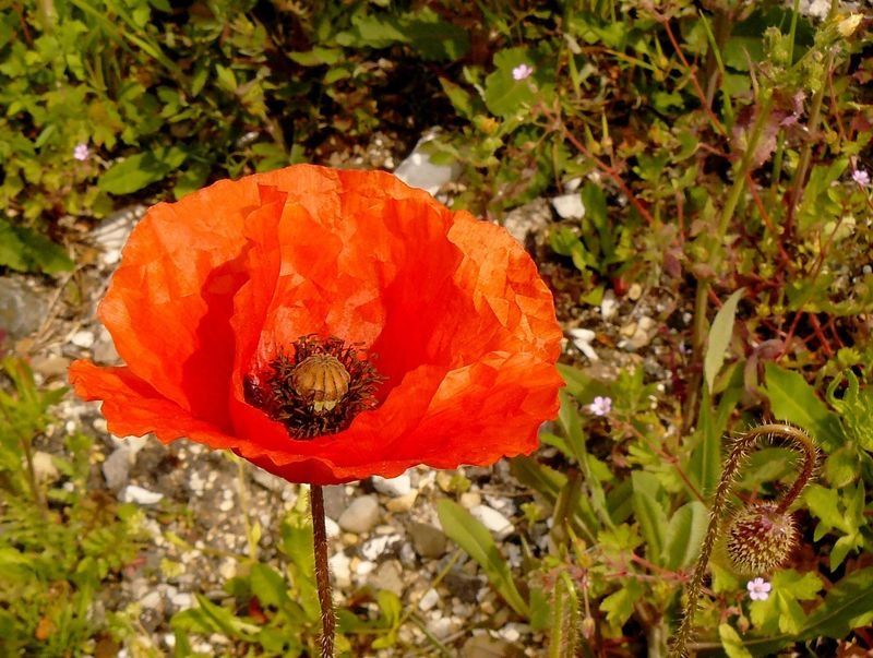COQUELICOT