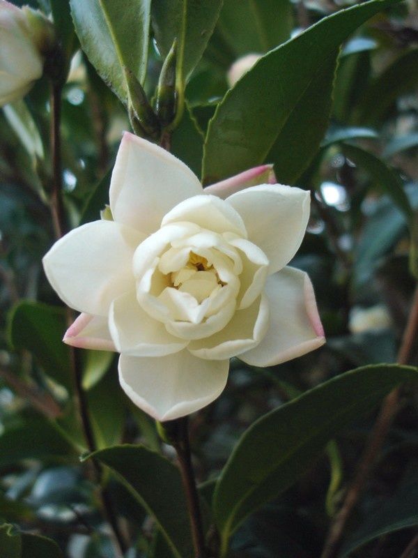 CAMELIA