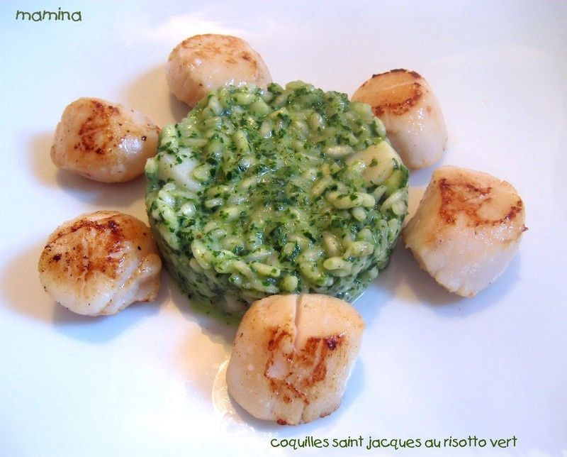 COQUILLES_SAINT_JACQUES_VERTES