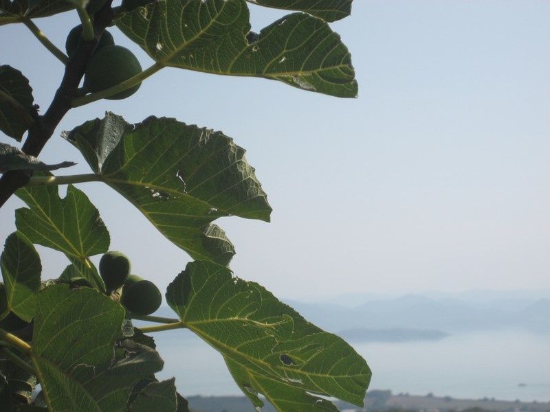 LAC_TRASIMENE