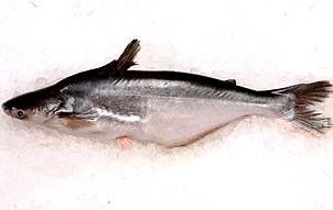 pangasius_gross