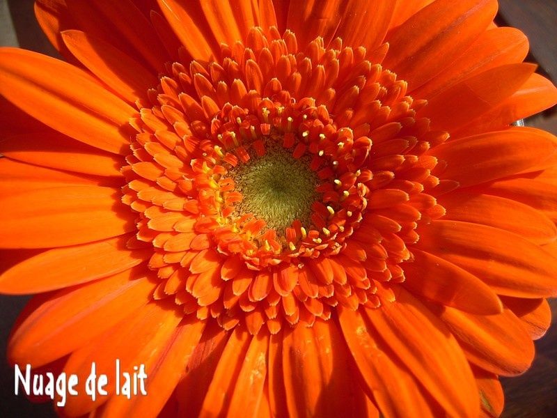 fleurs_008