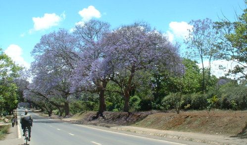 Avenue-Arusha-copie-1.jpg