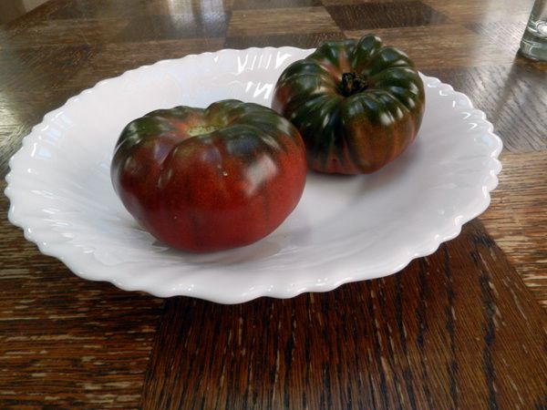 dernieres-tomates.JPG