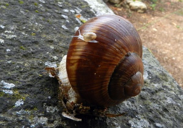 1-coquille-stop--2-.JPG