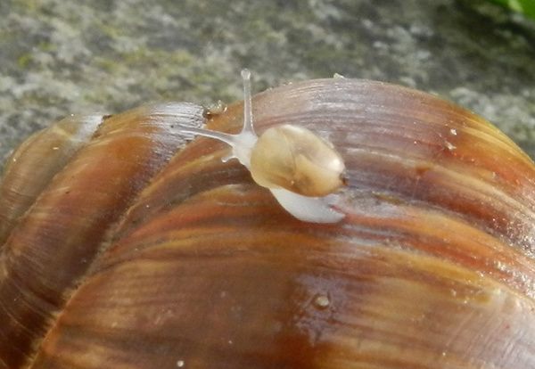 2-coquille-stop--1-.JPG