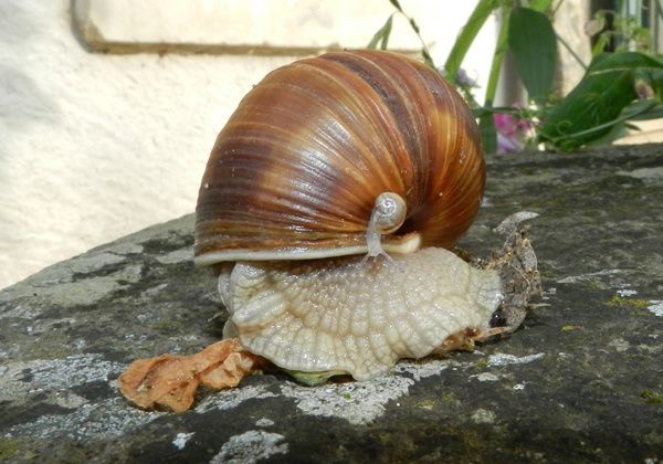coquille-stop--3-.JPG