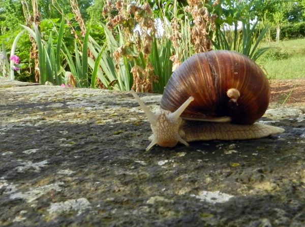 coquille-stop--4-.JPG