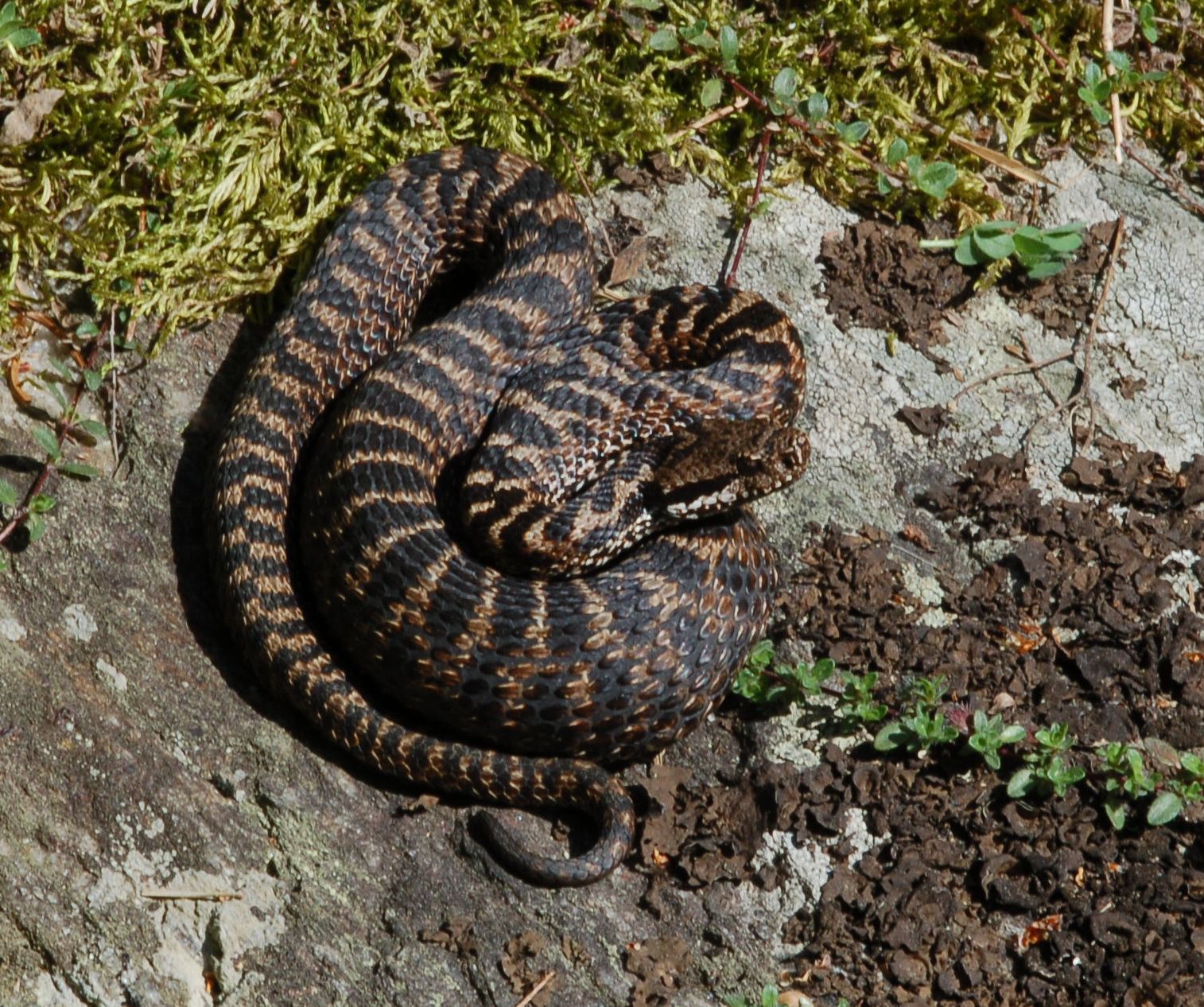 Metodi di caccia e digestione - Serpenti del Ticino