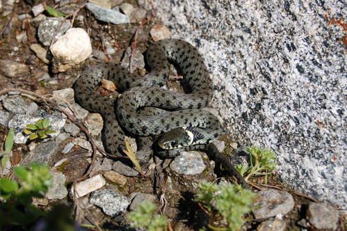 La biscia dal collare (Natrix helvetica) - Serpenti del Ticino