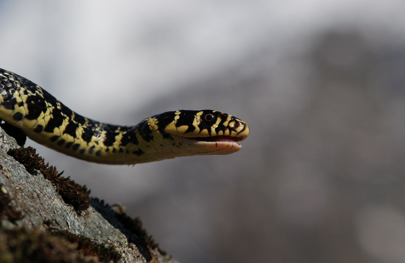 Il Giro del Serpente