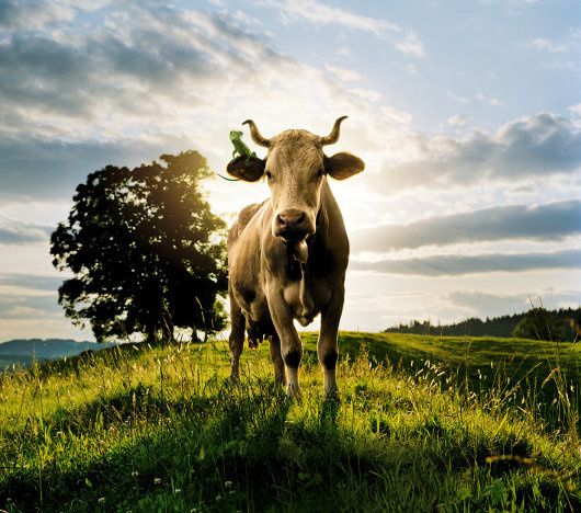 vache-gecko.jpg