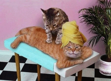massage chat gif animé