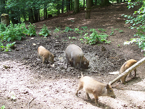 Schwarzwild Bache mit Frischlingen