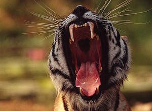 tiger_37075_329013.jpg