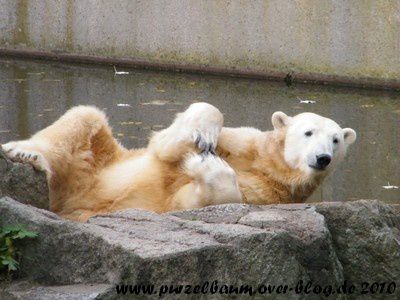 Knut20101031 039