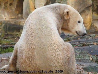 Knut20091114 002