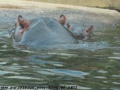 Hippos20120104 017