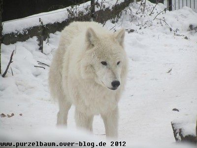 Polarwolf20121214 019