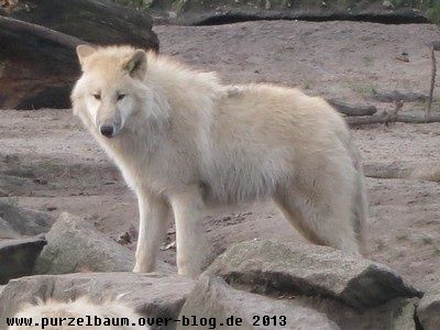 Polarwolf20131223 012