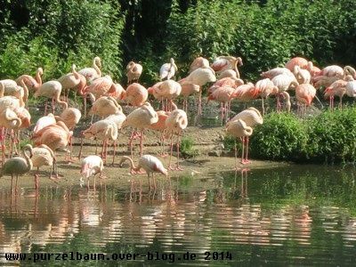 Flamingos20140609 010