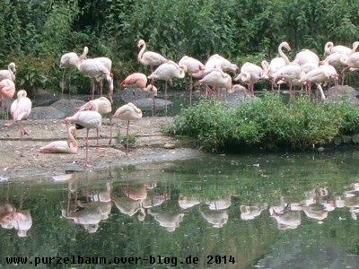 Flamingos20140705 034