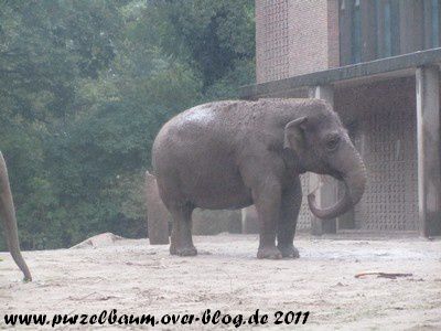 Elefant20110729 017
