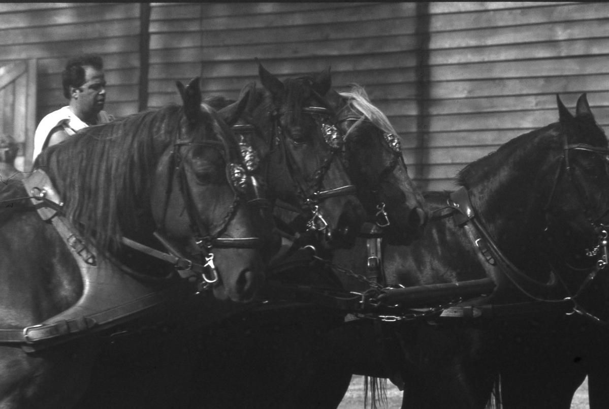 Spectacles de chars romains dans les années1980.Equipe du centre équestre d'attelage en gironde.
Amical remerciement au photographe Thierry Méar pour ses photos
