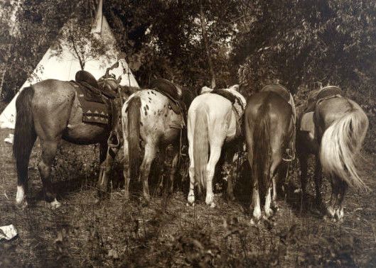 Photos prises entre 1908 1913 lors des expéditions photos organisées par Rodman wanamaker.