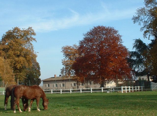 A la robe de pourpre, à la folle jeunesse..." - attelage-patrimoine