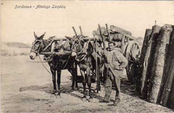 mules-a-l-echelle.jpg