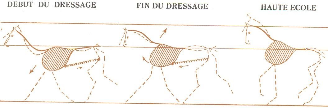 Attitude générale du cheval. Engagement des postérieurs. Source : Dressage Cdt Licart