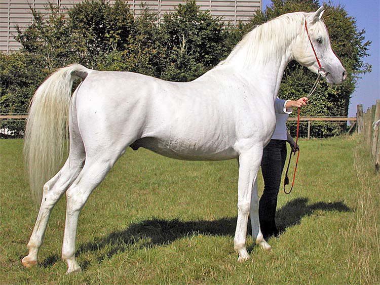 cheval arabe