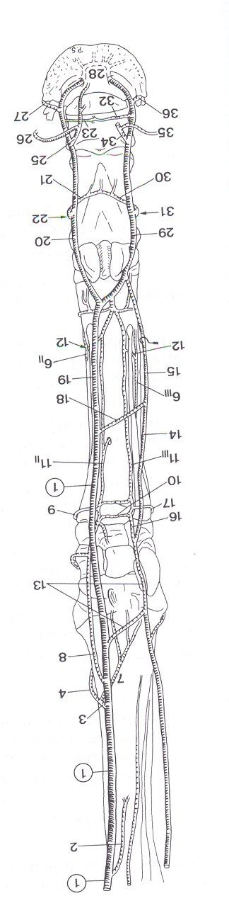 réseau artériel du membre antérieur du cheval