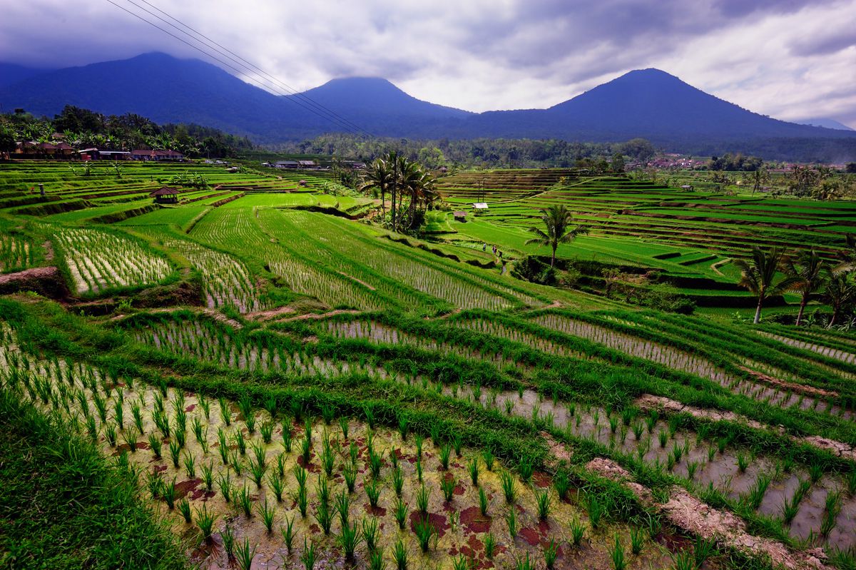 Volcans et Rizi res en Terrasses L empRIZe du Riz  Bali  