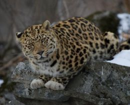 foto-valerii-maleev fgbu-zemlya-leoparda.mnews