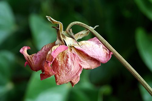 fleur-fanee-footplus.jpg