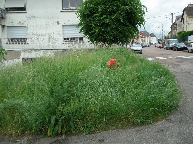 algrange-herbe-8361.jpg