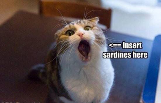 chat-et-sardine-_n.jpg