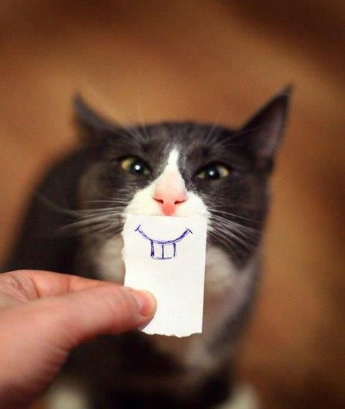 chat-sourire-_n.jpg