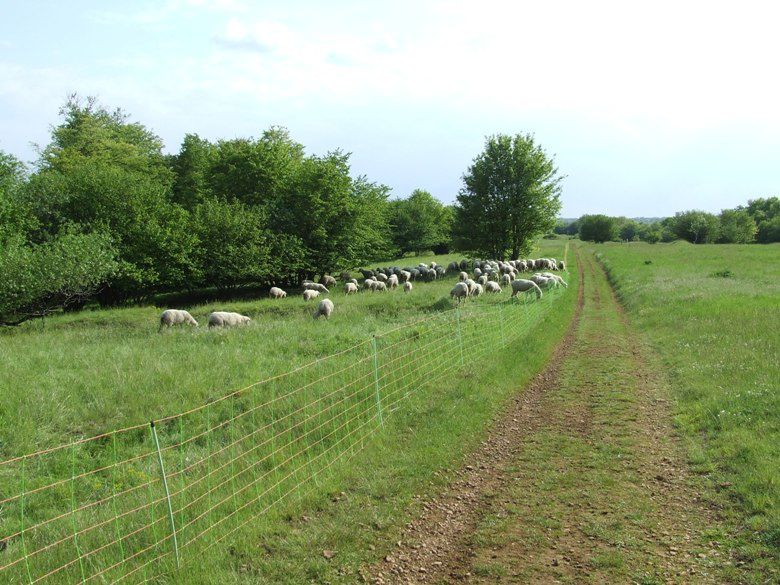 mouton a algrange 4682