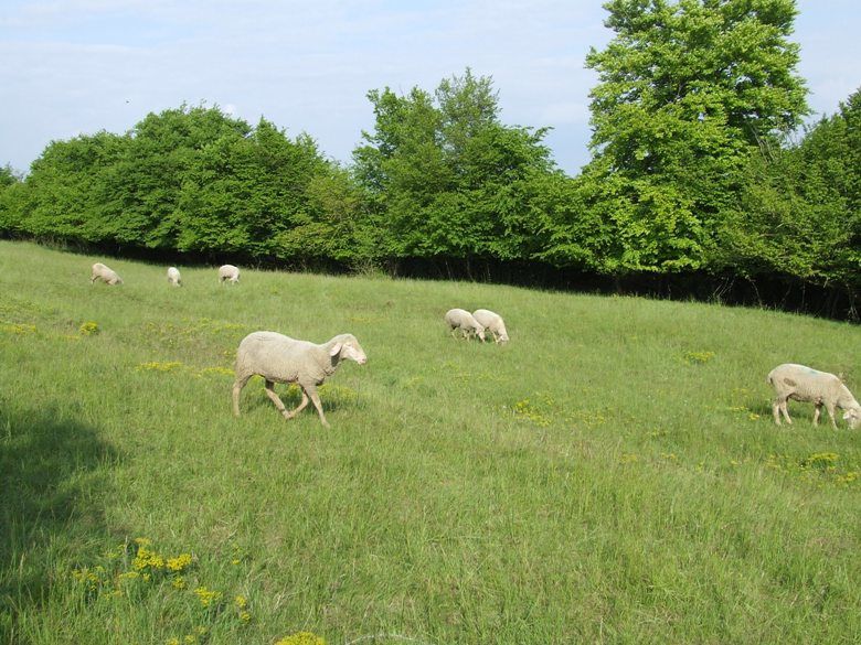 mouton a algrange 4683
