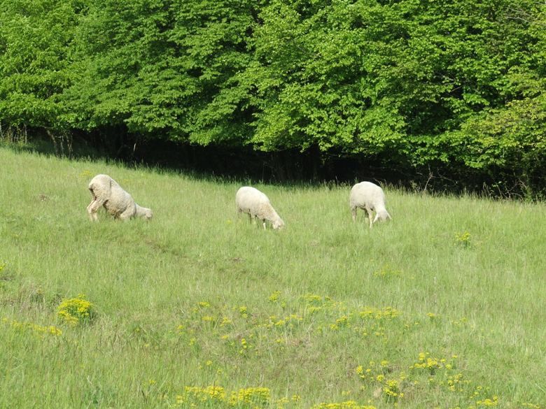 mouton a algrange 4685