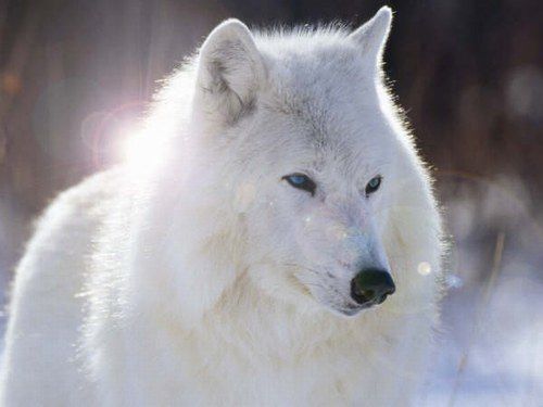 loup blanc 1