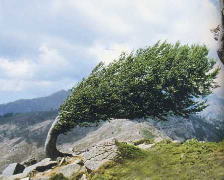 vent corse
